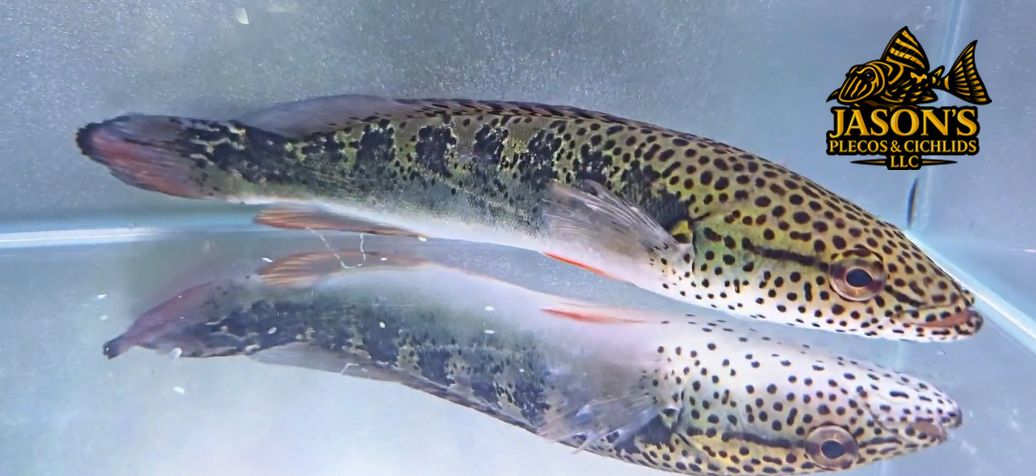 Marbled Pike Cichlid - (Lugibria marmorata)