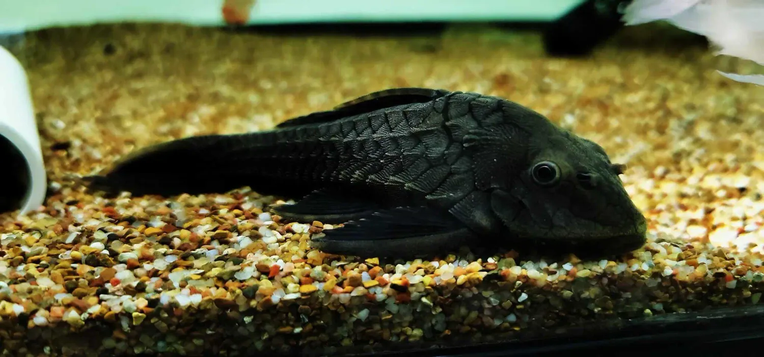 L152 Orinoco Pinecone Pleco - (Pseudorinelepis sp.)