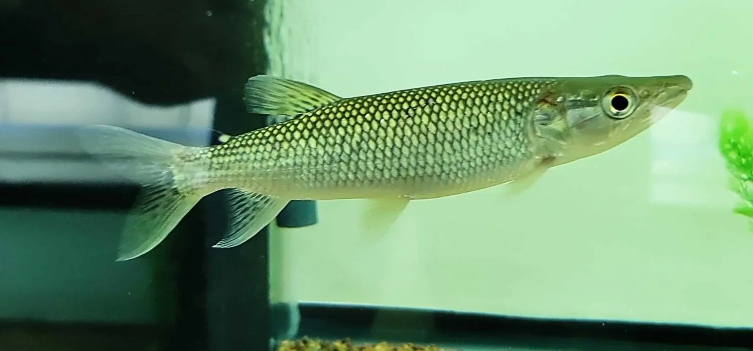 African Pike Characin - (Hepsetus odoe)