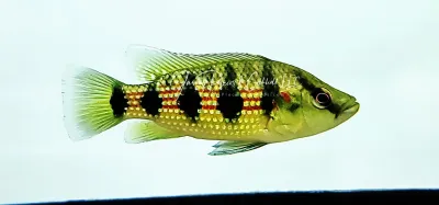 Five Star General Cichlid - (Hemichromis elongatus)