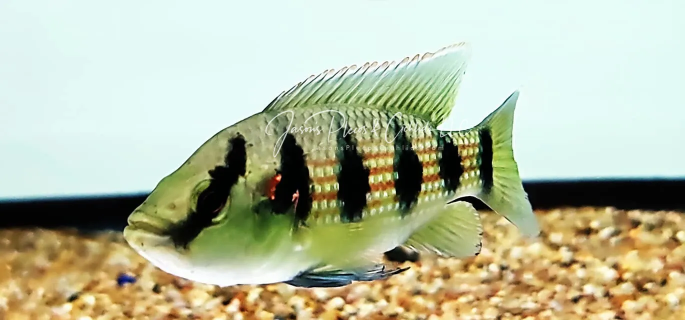 Five Star General Cichlid - (Hemichromis elongatus)
