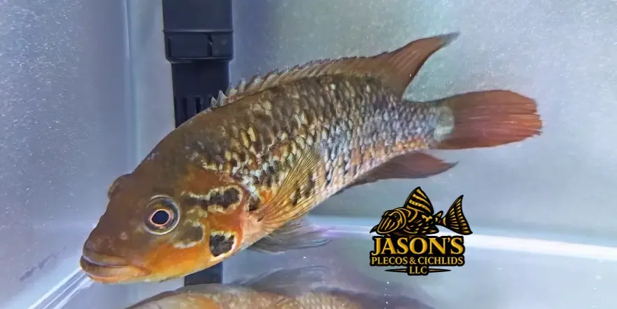 Red Tiger Motaguense - (Parachromis motaguensis)