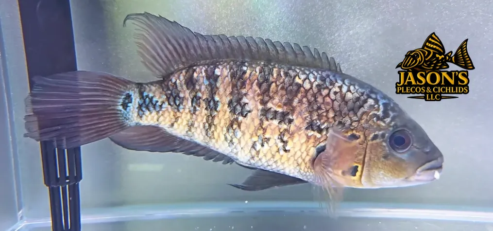 Red Tiger Motaguense - (Parachromis motaguensis)