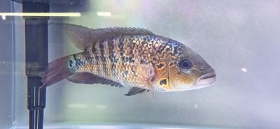Red Tiger Motaguense - (Parachromis motaguensis)