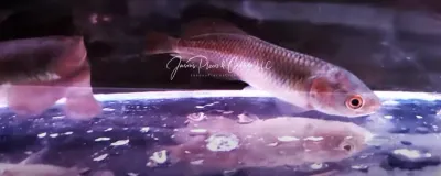 African Arowana - (Heterotis niloticus)