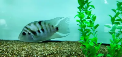 Black Convict Cichlid - (Amatitlania nigrofasciata)