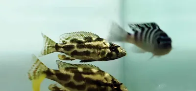 Livingstoni Cichlid - (Nimbochromis livingstonii) Livingstoni Cichlid - (Nimbochromis livingstonii)