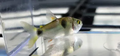 Bucktooth Tetra - (Exodon Paradoxus)