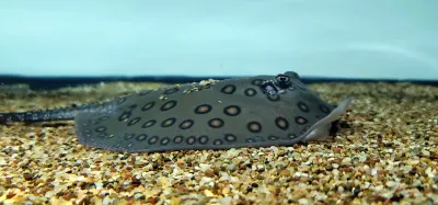 Motoro Stingray/Ocellate River Stingray - (Potamotrygon Motoro)