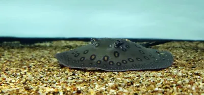 Motoro Stingray/Ocellate River Stingray - (Potamotrygon Motoro) Motoro Stingray/Ocellate River Stingray - (Potamotrygon Motoro)