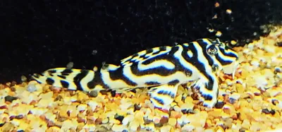 L333 King Tiger Pleco - (Hypancistrus Seideli) Special