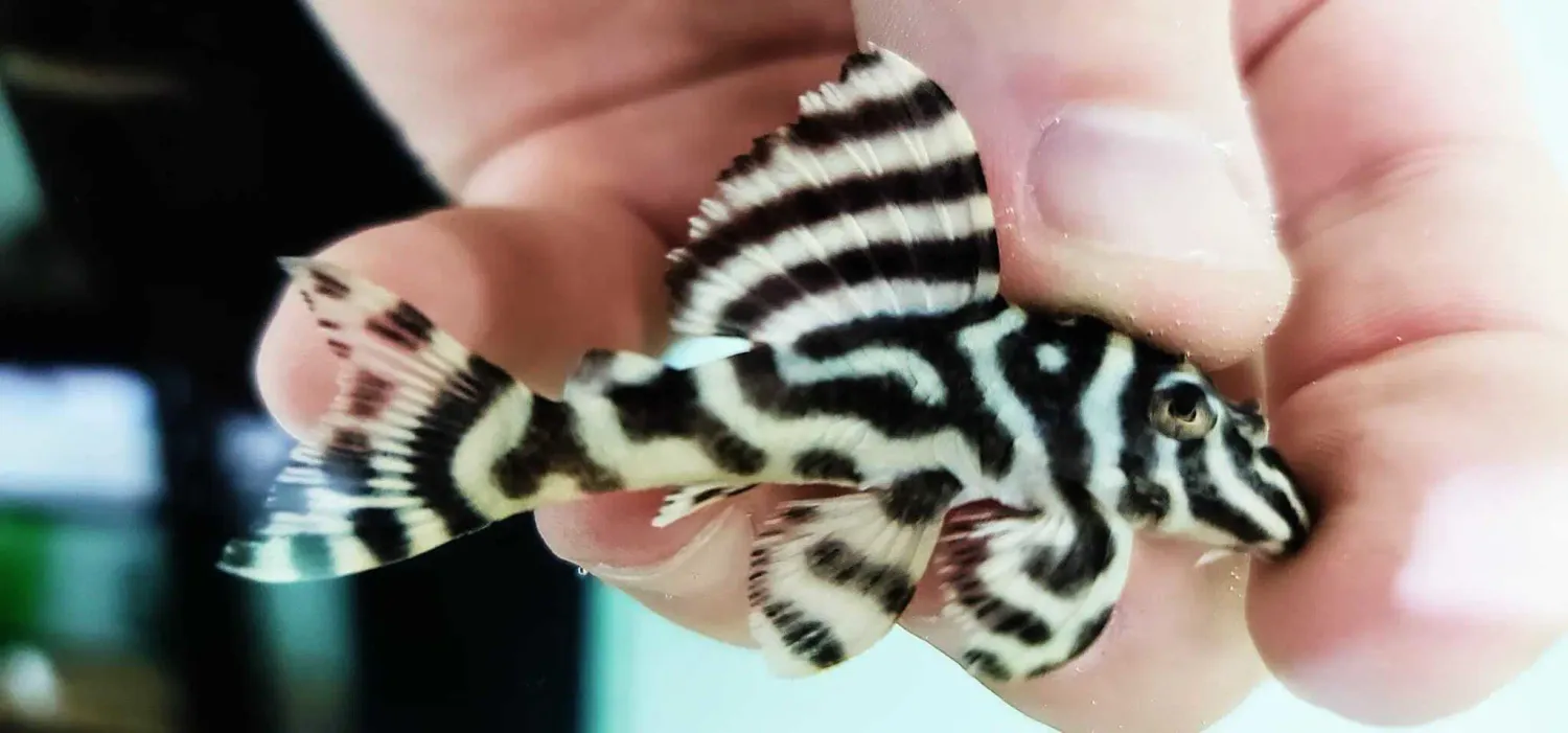 L333 King Tiger Pleco - (Hypancistrus Seideli) Special