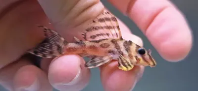 L236 Cracked Zebra Pleco - (Hypancistrus seideli)