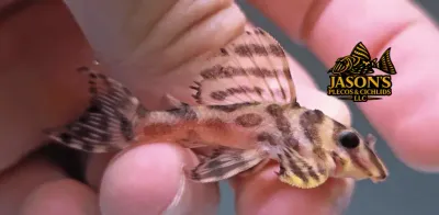 L236 Cracked Zebra Pleco - (Hypancistrus seideli)