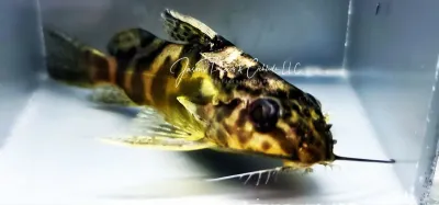 Greshoffs Fiederbartwels - (Synodontis greshoffi)