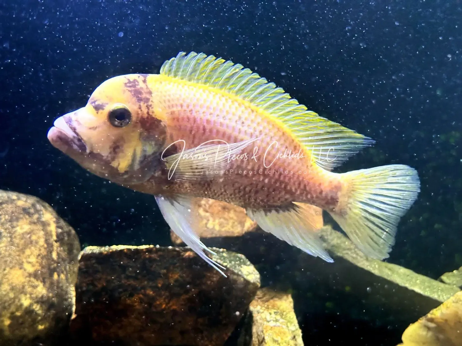 Burundi​ Frontosa Color Morph - (Cyphotilapia Frontosa)