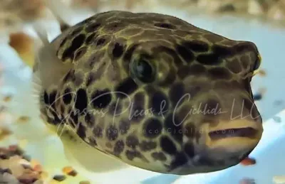 Duboisi Puffer/Malebo Puffer - (Tetraodon duboisi) Duboisi Puffer/Malebo Puffer - (Tetraodon duboisi)