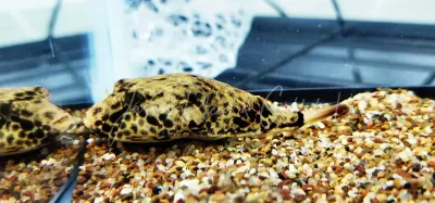 Duboisi Puffer/Malebo Puffer - (Tetraodon duboisi)
