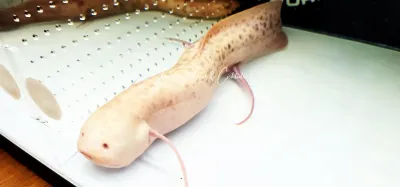 Albino Marbled Lungfish - (Protopterus aethiopicus) Albino Marbled Lungfish - (Protopterus aethiopicus)