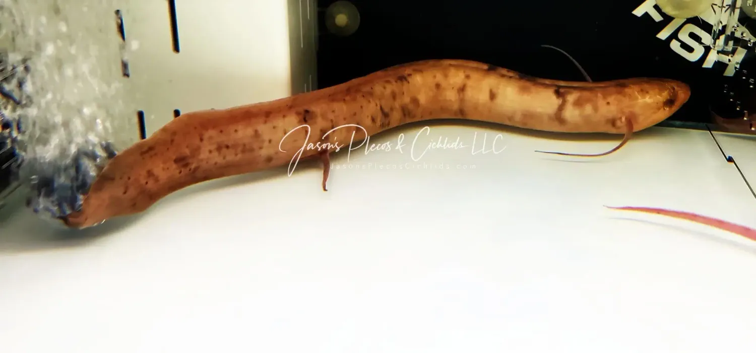 Albino Marbled Lungfish - (Protopterus aethiopicus)