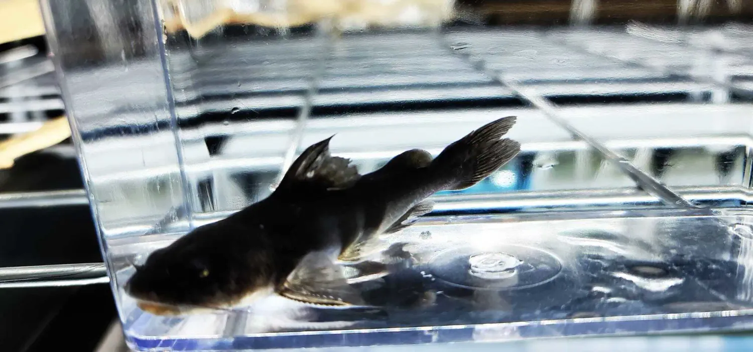 Bengal Catfish/Whale Catfish - (Rita Rita)