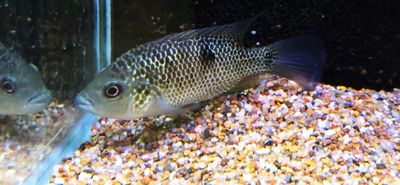 Beani Cichlid/Green Guapote Cichlid - (Mayaheros Beani)