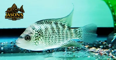 Beani Cichlid/Green Guapote Cichlid - (Mayaheros Beani) Beani Cichlid/Green Guapote Cichlid - (Mayaheros Beani)