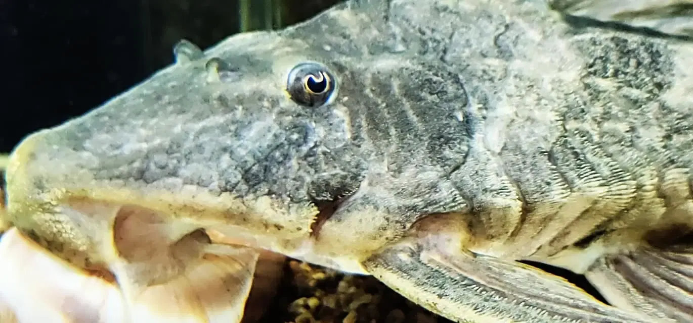 LDA054 Delta Pleco/Ternetzi Pleco - (Hypostomus ternetzi)