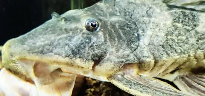 LDA054 Delta Pleco/Ternetzi Pleco - (Hypostomus ternetzi)