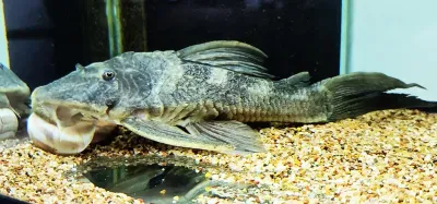 LDA054 Delta Pleco/Ternetzi Pleco - (Hypostomus ternetzi)