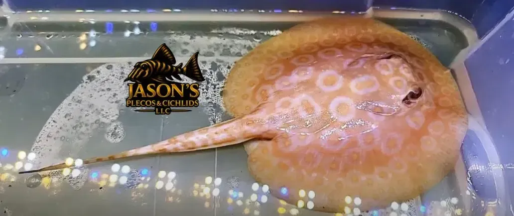 Golden Base Albino Pearl Stingray - (Potamotrygon Jabuti)