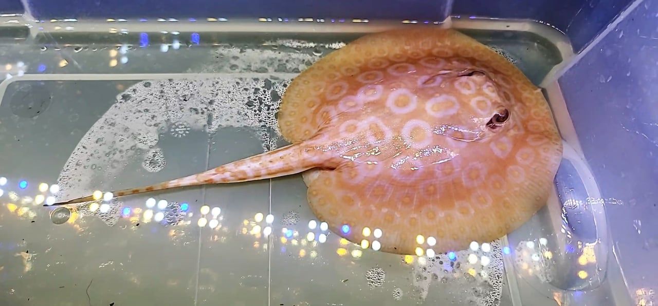 Golden Base Albino Pearl Stingray - (Potamotrygon Jabuti)