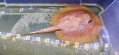 Golden Base Albino Pearl Stingray - (Potamotrygon Jabuti)