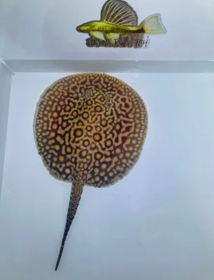 Mini Marble Motoro Stingray - (Potamotrygon motoro) Mini Marble Motoro Stingray - (Potamotrygon motoro)