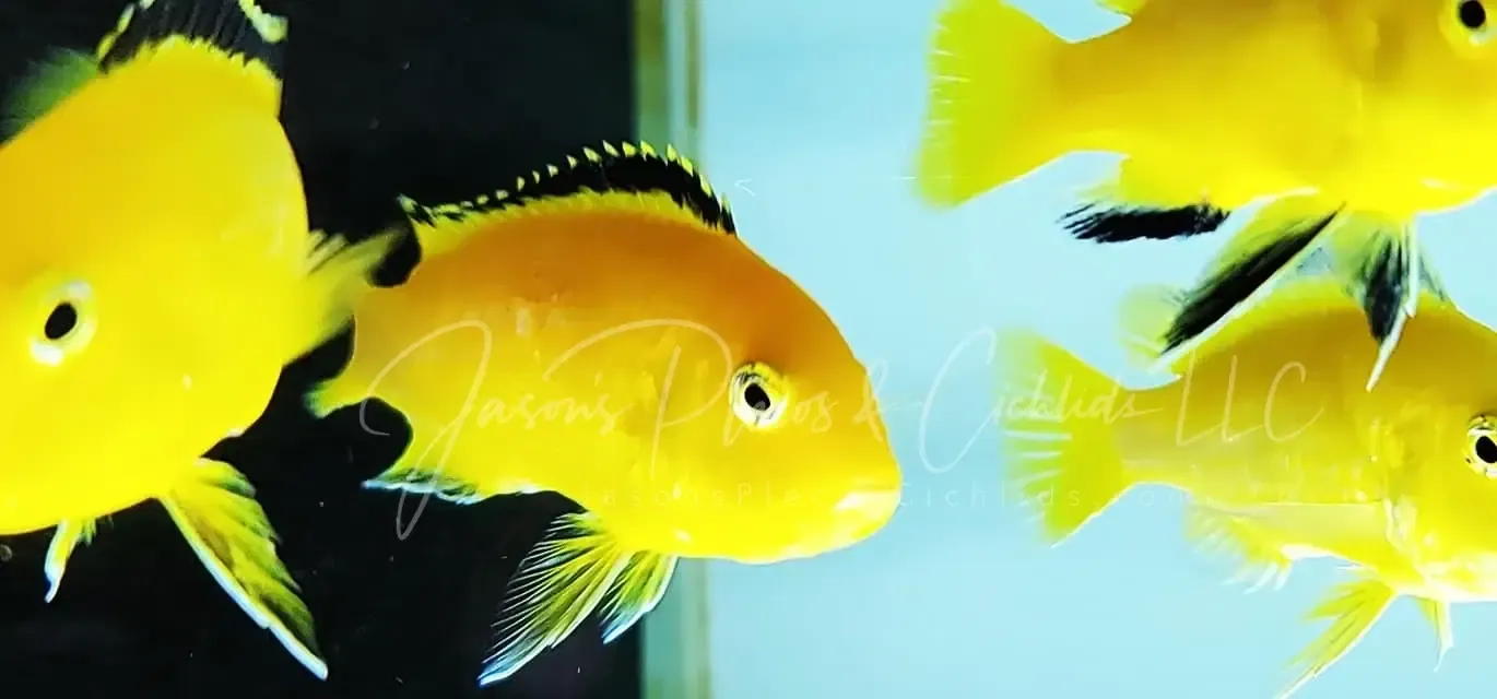 Yellow Labidochromis - (Labidochromis caeruleus)