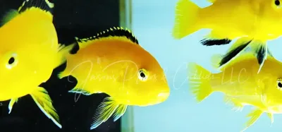 Yellow Labidochromis - (Labidochromis caeruleus)