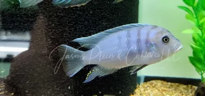 Chilumba Zebra - (Metriaclima sp. Zebra Chilumba Maisoni Reef)
