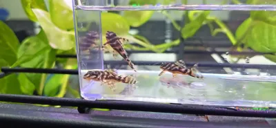 L454 Atabapo Zebra Pleco - (Hypancistrus sp.)