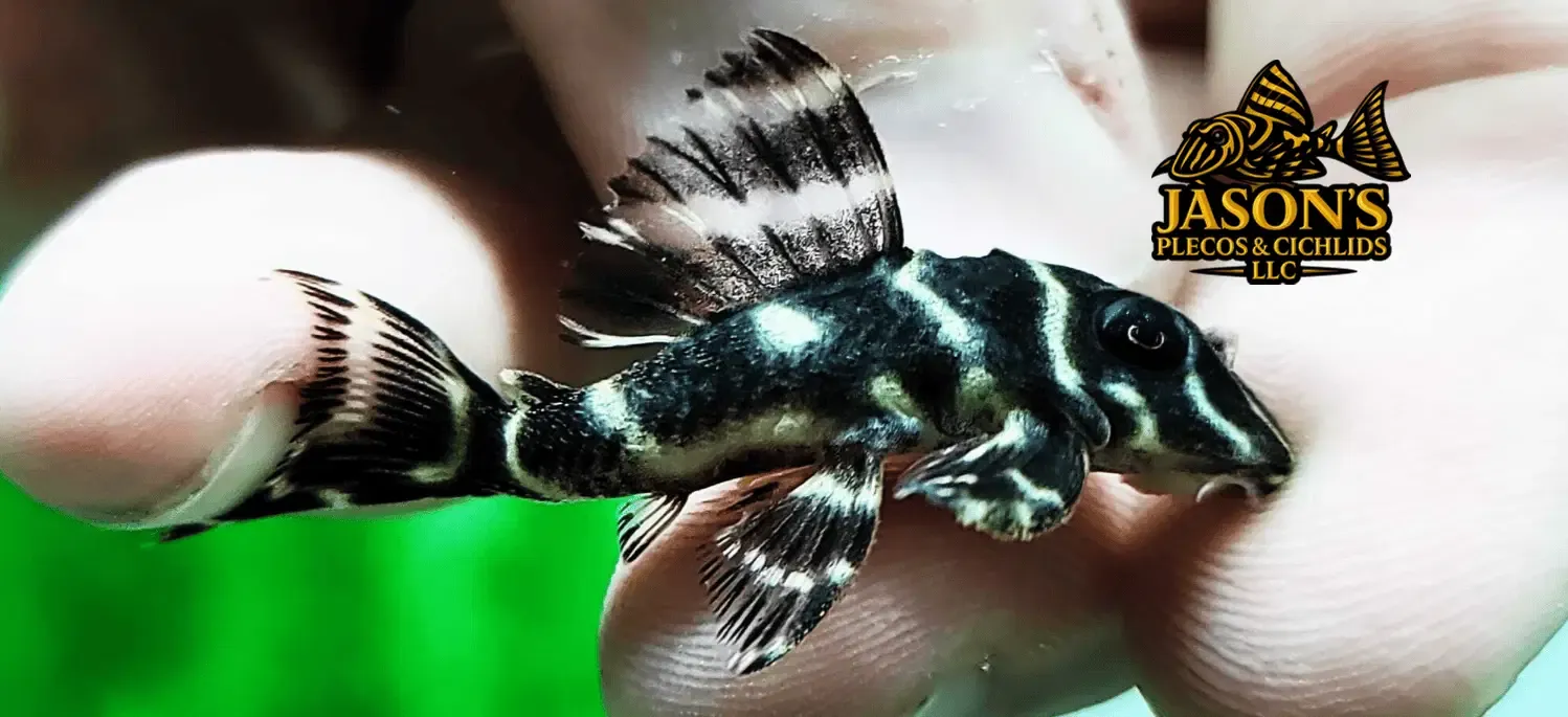 L454 Atabapo Zebra Pleco - (Hypancistrus sp.)