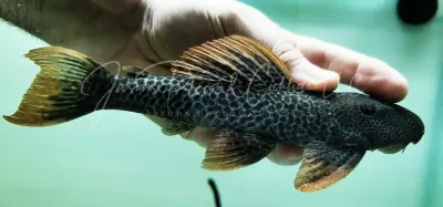 Mandarin Pleco - (Hypostomus asperatus) Mandarin Pleco - (Hypostomus asperatus)