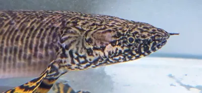 Ornate Bichir - (Polypterus Ornatipinnis)