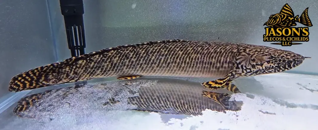 Ornate Bichir - (Polypterus Ornatipinnis)