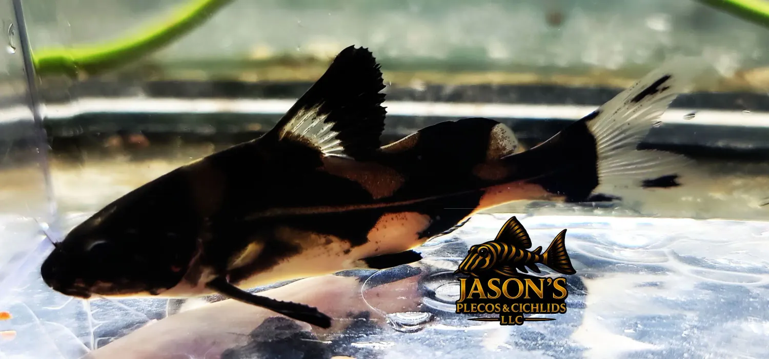 Harlequin Lancer Catfish - (Bagroides melapterus)