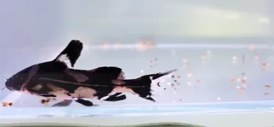 Harlequin Lancer Catfish - (Bagroides melapterus)