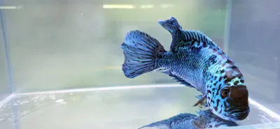 Electric Blue Jack Dempsey - (Rocio octofasciata)