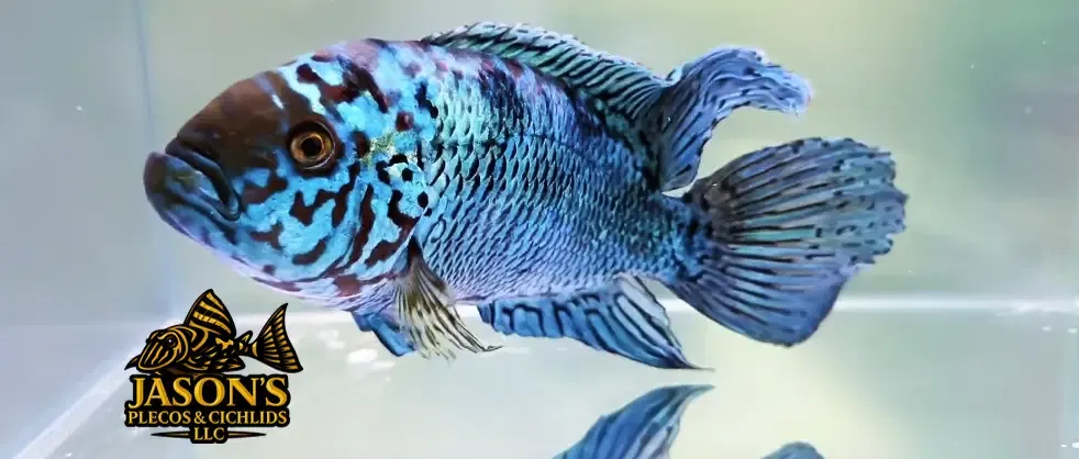 Electric Blue Jack Dempsey - (Rocio octofasciata)