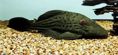 Red Eyed Royal Pleco - (Panaque sp. Tocantins) Red Eyed Royal Pleco - (Panaque sp. Tocantins)
