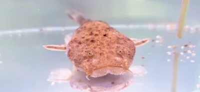 Pac-man Catfish - (Lophiosilurus alexandri)