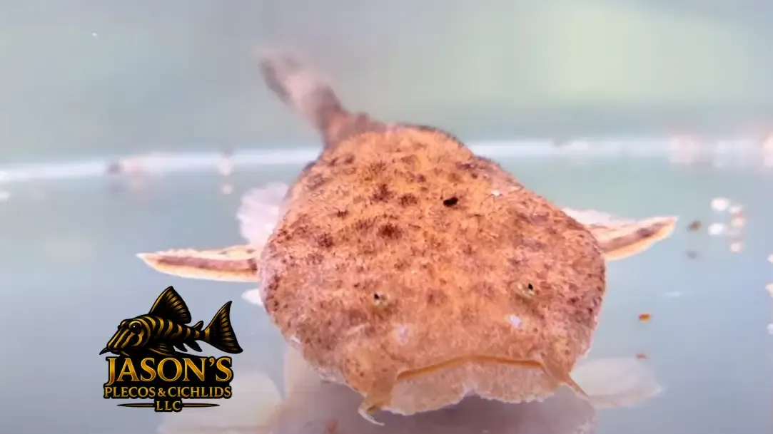 Pac-man Catfish - (Lophiosilurus alexandri)