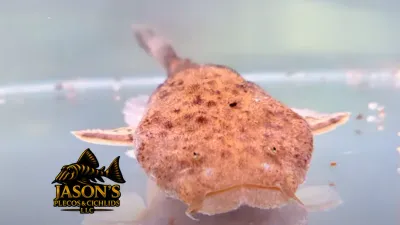 Pac-man Catfish - (Lophiosilurus alexandri)